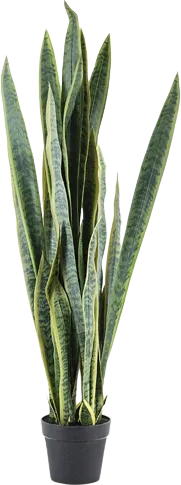 Sansevieria – large